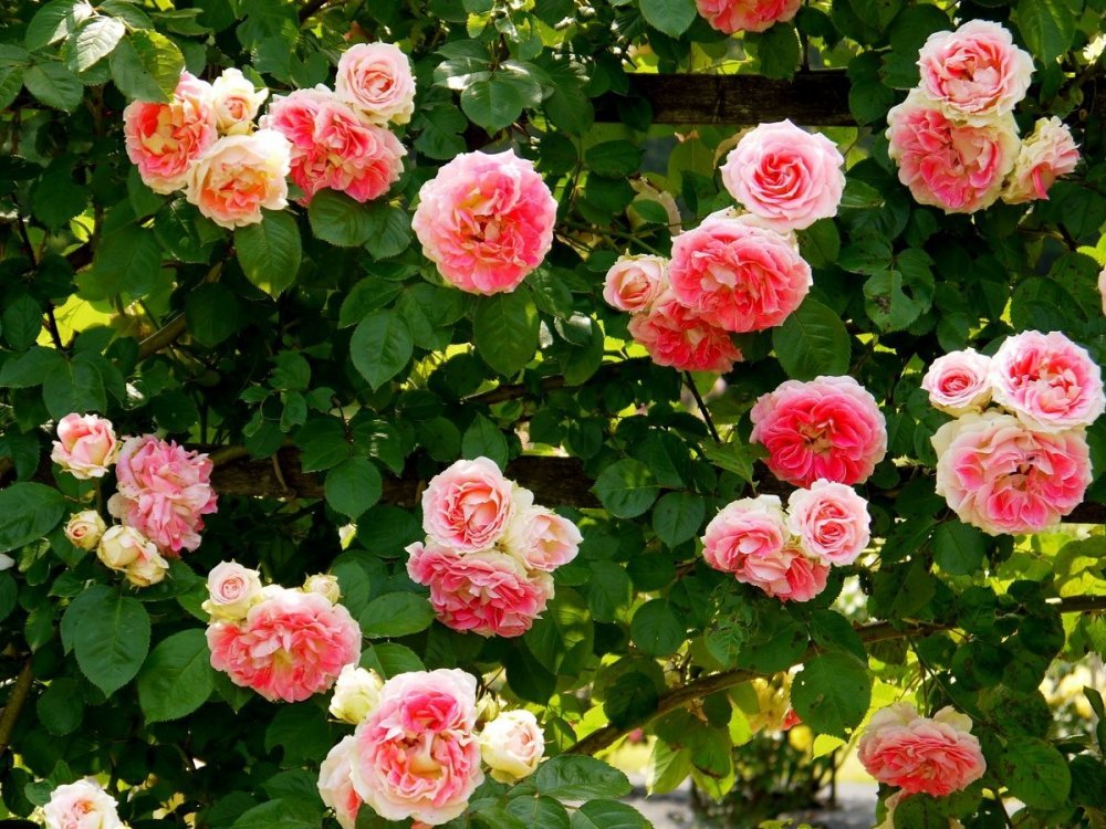 🏞️ 마치다 시립 노즈타 공원 이미지 4